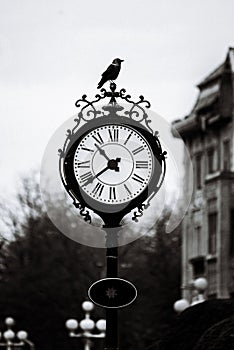 Crow perched on an old street clock at the central square of Timisoara city, Romania