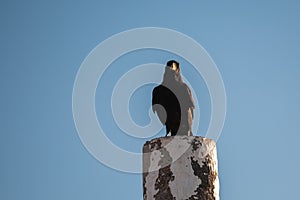 Crow perched on a pole