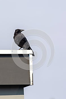 crow perched on roof looking around against sky