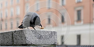 Crow perched on stone ledge pecking at piece of bread with soft-focused urban building background. Depicts urban