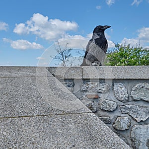Crow perched on a stone wall under a blue sky.