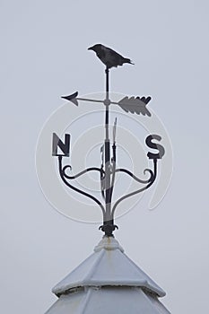 Crow perched on weather vane