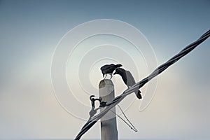 Crow perching on electric cable pole