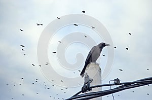 Crow perching on electric cable pole