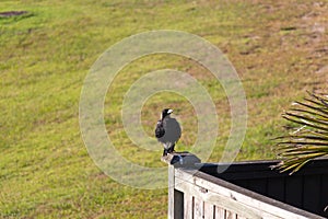 Crow perching on a fence in a sunny day, Long Bay, New Zealand