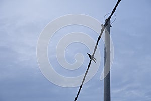 Crow perching on the street electric pole cable.