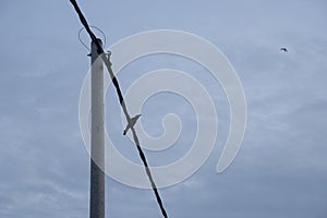 Crow perching on the street electric pole cable.