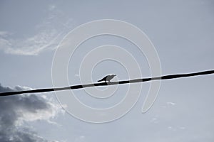 Crow perching on the street electric pole cable.
