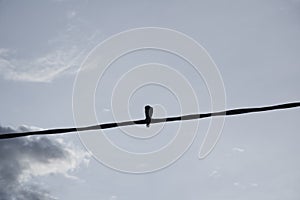 Crow perching on the street electric pole cable.