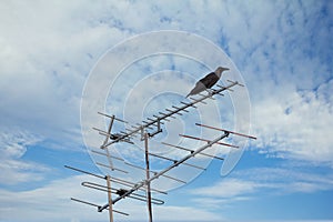 Crow perching on television antenna