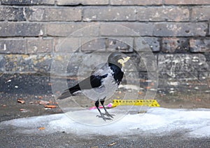 Crow with a piece of food in its beak is sitting on ice near a brick wall