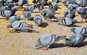 Crow pigeons feeding, Jaipur Rajasthan India