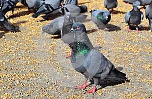 Crow pigeons feeding, Jaipur Rajasthan India