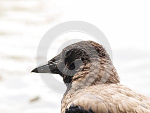 Crow portrait