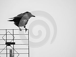 The crow in precarious balance