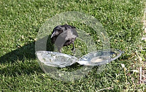 Crow pulls food out of plastic container