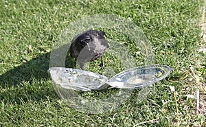 Crow pulls food out of plastic container
