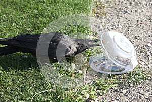 Crow pulls food out of plastic container