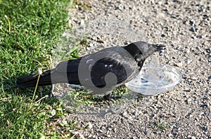 Crow pulls food out of plastic container
