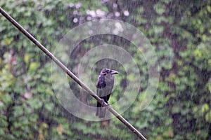 Crow in rain