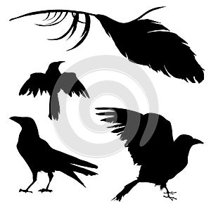 Crow, Raven, Bird, and Feather