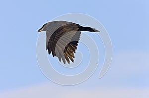 Crow Raven in Flight