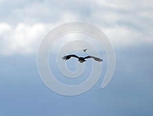 Crow Raven in Flight