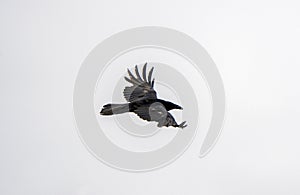 Crow Raven in Flight