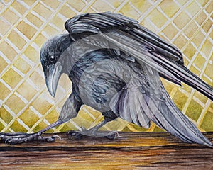 Vrana alebo havran pôvodnej umenie 