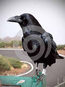 Crow or raven portrait