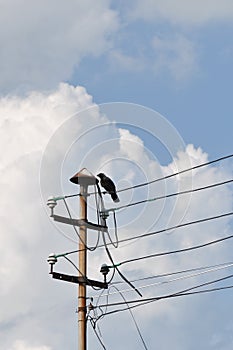 Crow resting