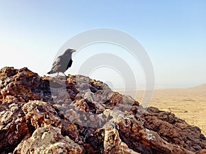 Crow in rocky area of desert landscape. Close-up of bird of prey. Raven with black plumage under blue sky with desert haze. Birds