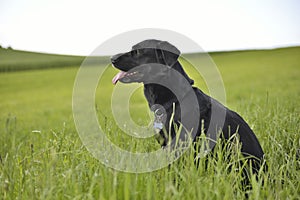 Crow romanian shepard dog in green field
