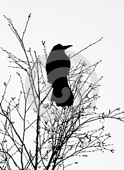 Crow rook perched in a tree