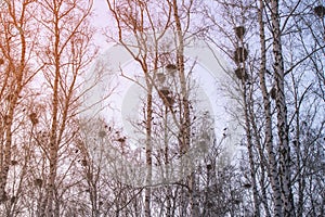 Crow`s nests on birches at sunset and moon