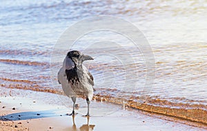 A crow on the sandy beach on a sunny day