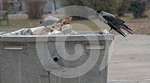 Crow scavenging a dumpster