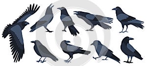 crow set flat design , isolated on white background