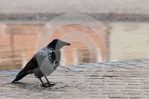 Crow on a sewer manhole
