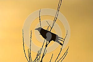 Crow Silhouette