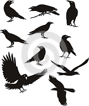 Crow silhouette black color illustration