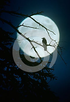 Crow silhouette by moonlight