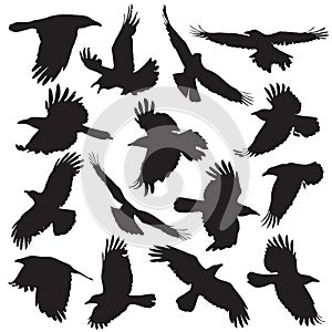 Crow silhouette set 01