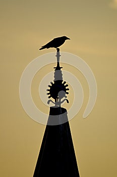 Crow silhouettte on top of bell tower photo