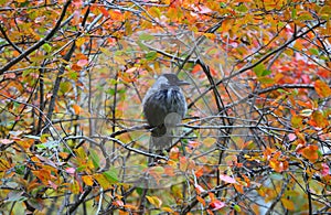 Crow sits on a branch of an autumn bush among colorful leaves