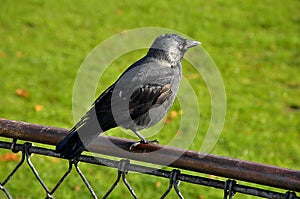 Crow sits and enjoy autumn weather at Kongs nytorv
