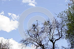 Crow sits high on a tree. Bare tree branches against the background of a deep blue sky with clouds