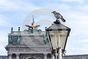 A crow sits on a lamppost against the background of the Vienna library of the Hofburg Palace. Concept: the Decline of the Austrian