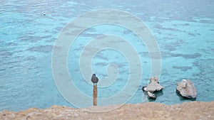 Crow sits on pole above cliff by sea and cleans feathers