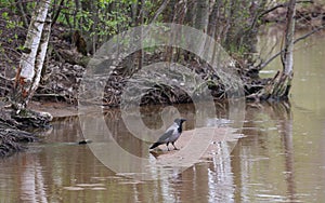 Crow sits on the shallows of a forest river photo